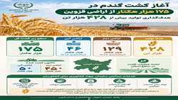 آغاز کشت گندم در ۱۷۵ هزار هکتار  از اراضی استان قزوین